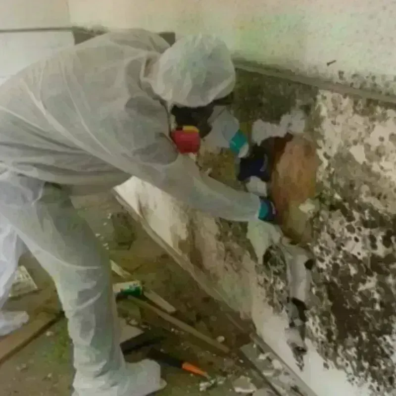 Mold Remediation and Removal in Dayton, TX